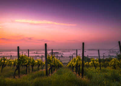 The watchdog, his wife, and their winery