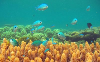 Great Barrier Reef Foundation, Donor Republic’s copycat plastics campaign quietly cancelled