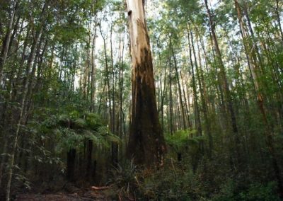 Logging Eden: NSW south coast forestry dominated by potentially illegal wood-chipping