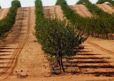 Going Nuts: Murray Darling’s “unbelievably beautiful story” for investors a nightmare for farmers, environment