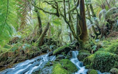 Scott Morrison lets rip on native forests in strange oblation to Tasmania’s logging companies
