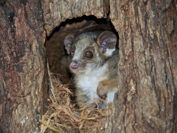 Ringtail Possum Joey