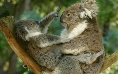 New documents: EPA and Forestry Corporation at loggerheads over forests, koala protection