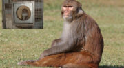 Rhesus macaque primate