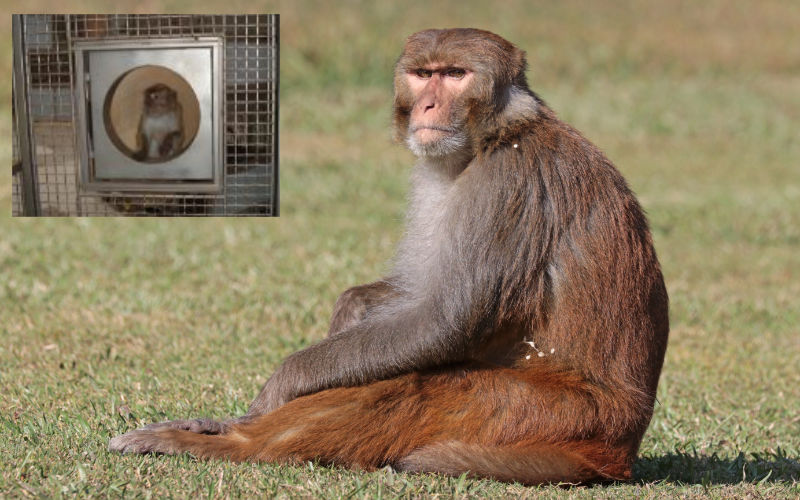 Rhesus macaque primate