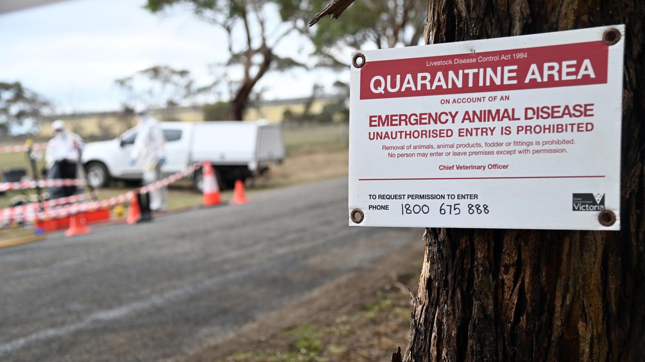 Devastating bird flu strain 'on Australia's doorstep' Michael West