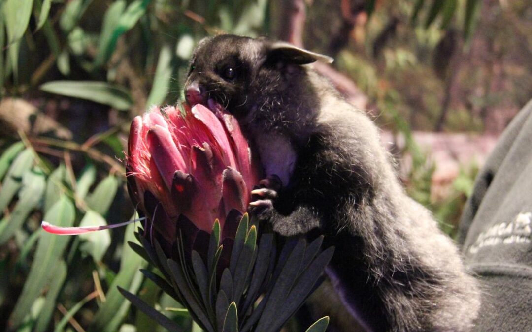 Axe falls on loggers’ plan to avoid battle over gliders