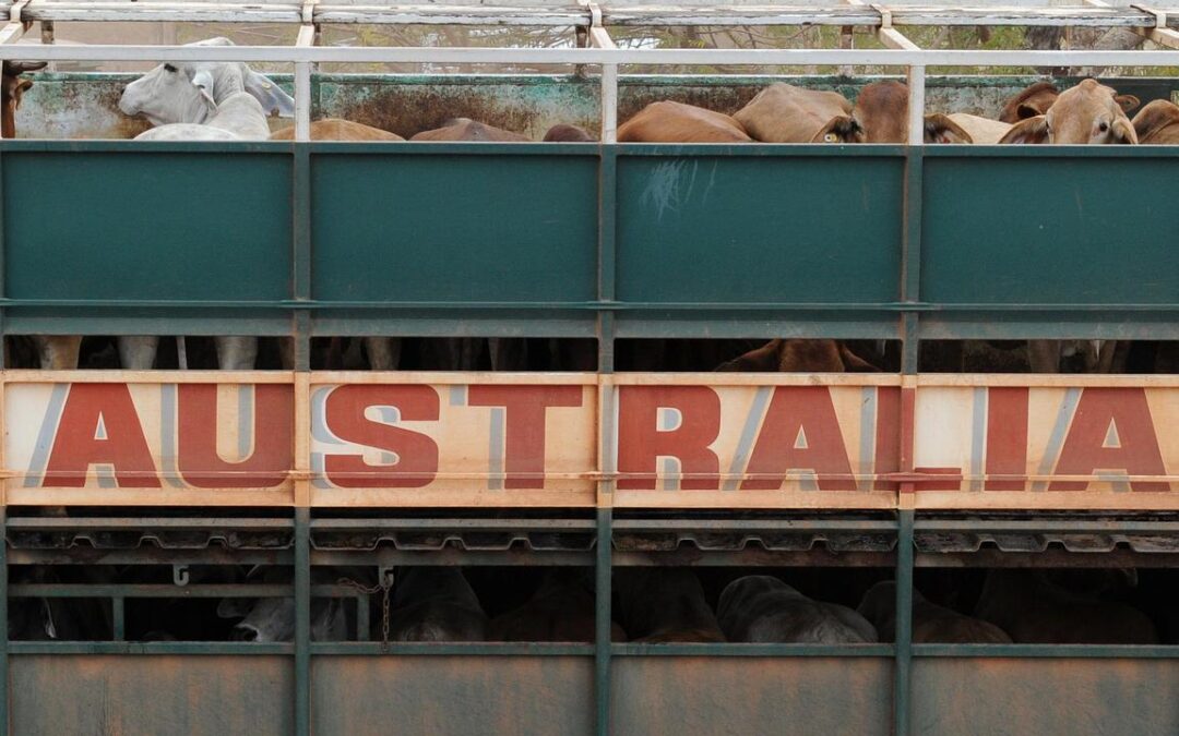 ‘Nonsense’: US derides Australia’s biosecurity bans