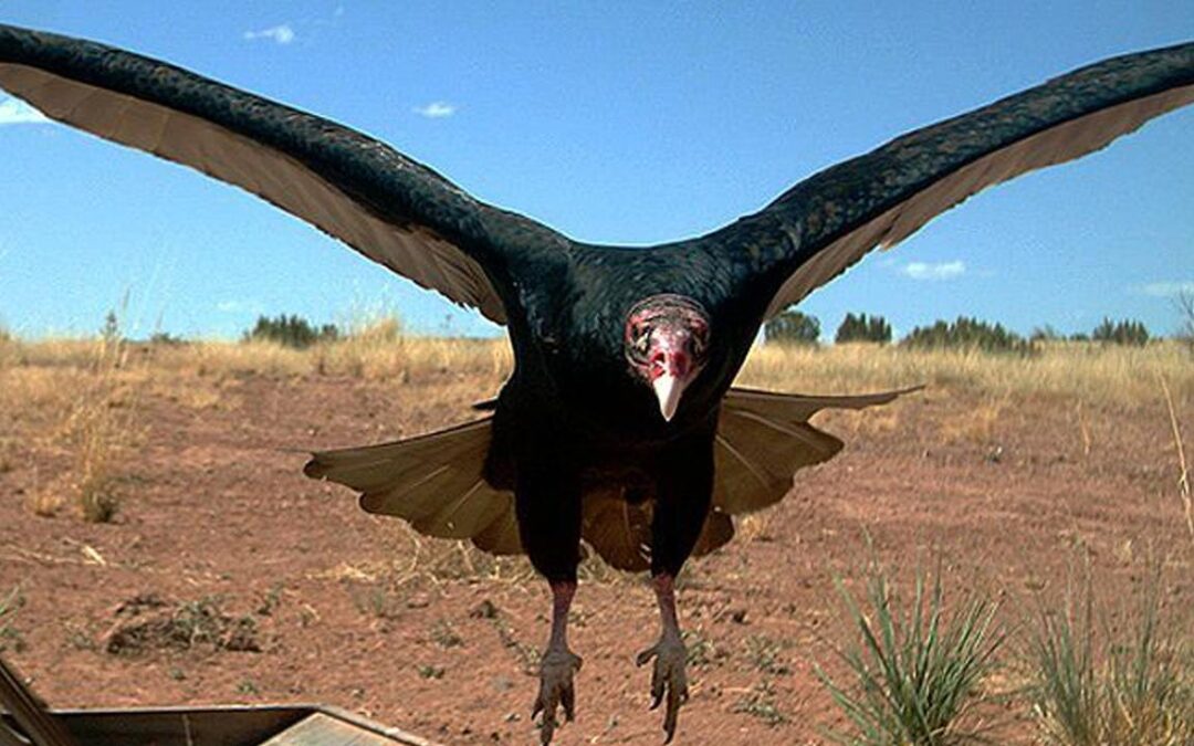 Bad raptor: vultures among world’s least loved animals