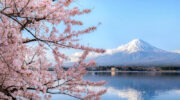 Japanese cherry blossom forecast