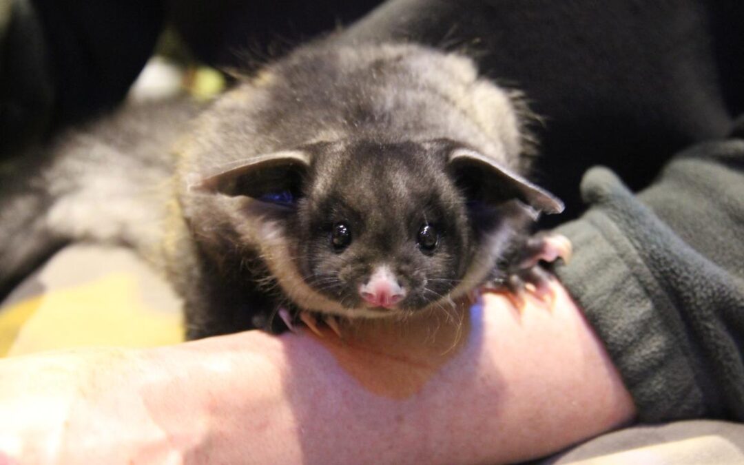 Tiny marsupials’ big forest win in High Court