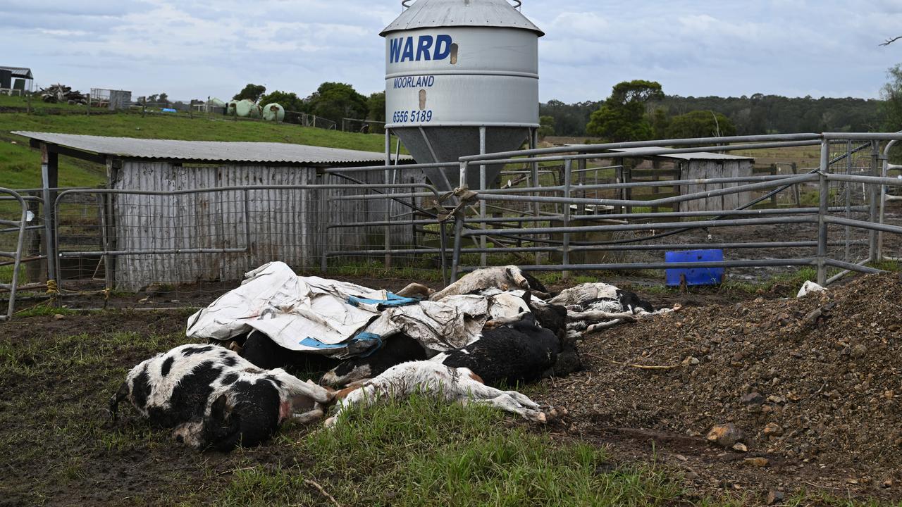 Dead cows