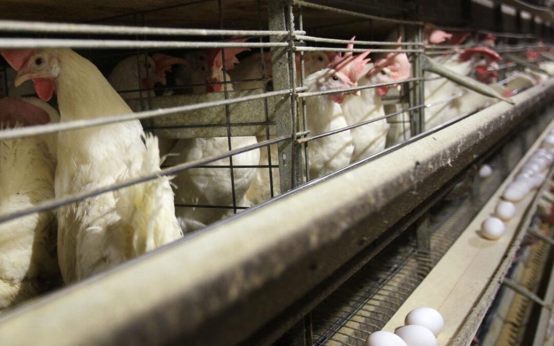 Bird flu hits world’s largest poultry exporter Brazil