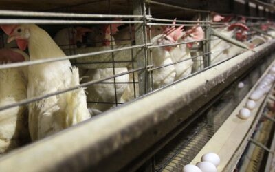 Bird flu hits world’s largest poultry exporter Brazil