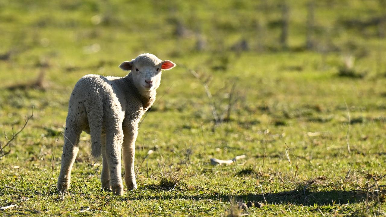 Lamb grazes on a farm