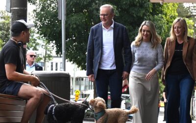 Albanese takes victory lap after Labor landslide