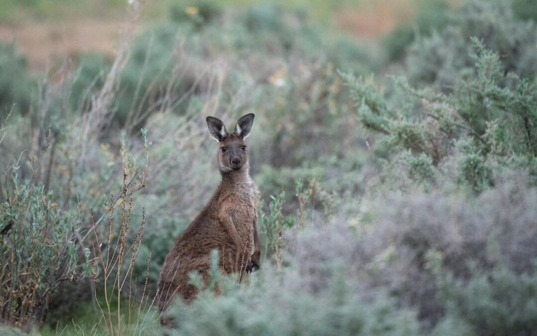 Thorny nature reforms threaten to entangle new minister