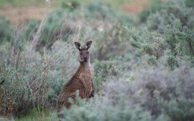 Thorny nature reforms threaten to entangle new minister