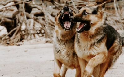 The curious case of the RBA dogs that didn’t bark