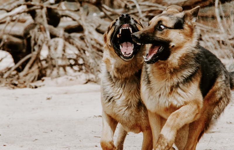 Dogs barking. Abbey Graves, Unsplash