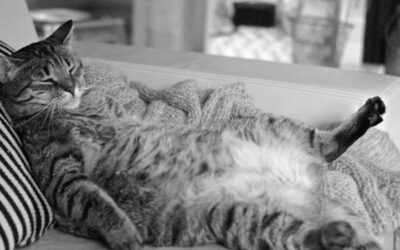 Fat cat salaries and the secretive Remuneration Tribunal