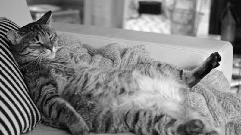 Fat cat