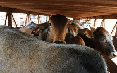Nats leader fears US beef deal will butcher biosecurity