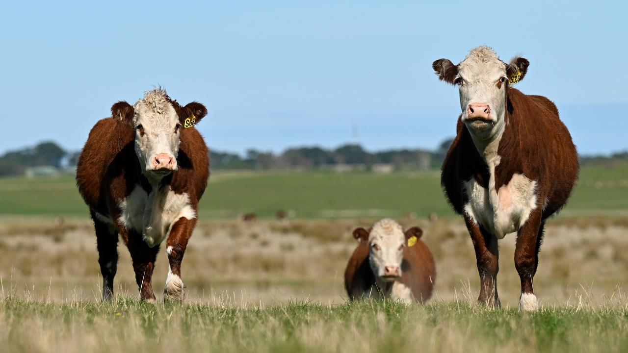 Cows in a paddock