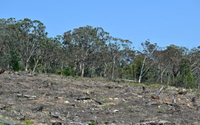 Long way to go to stop lending for deforestation