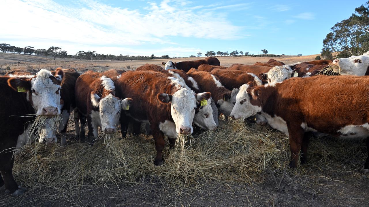 Cattle eating from hay