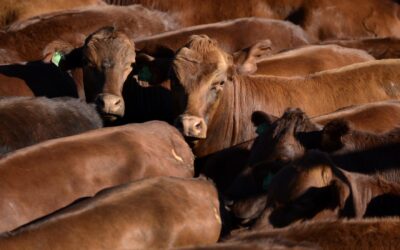 Risk of higher US tariffs looms despite beef deal
