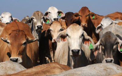 US beef unlikely to flood Australia as ban lifted