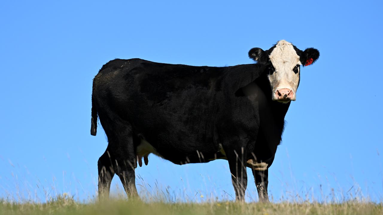 Cow