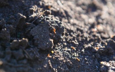 Fire ants in coal mine sound agriculture alarm