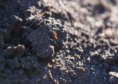 Fire ants in coal mine sound agriculture alarm