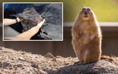 Groundhog day for the Maugean Skate. What’s the scam?