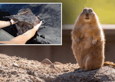 Groundhog day for the Maugean Skate. What’s the scam?