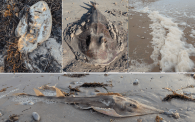 Algae politics. South Australian marine devastation is just the start.