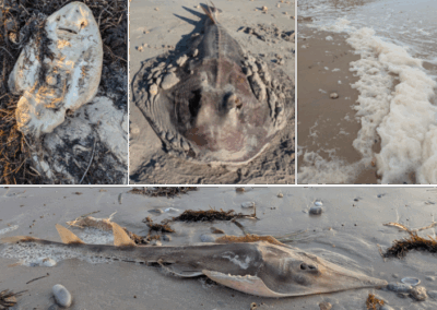 Algae politics. South Australian marine devastation is just the start.