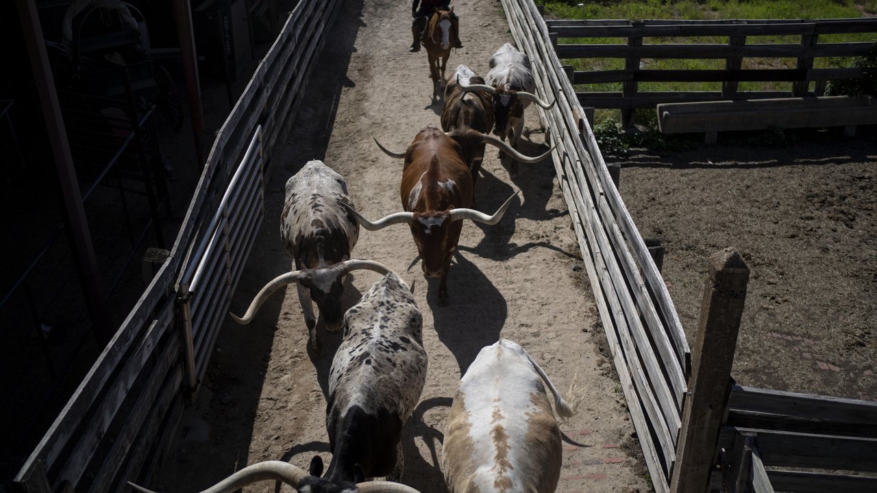 Cattle