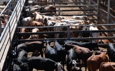 Australia paves way for US beef as Trump tariffs loom