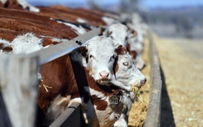 Axing of US beef ban sparks call for independent review