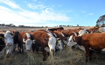 US steaks on the barbie: Trump smug on Aust beef u-turn
