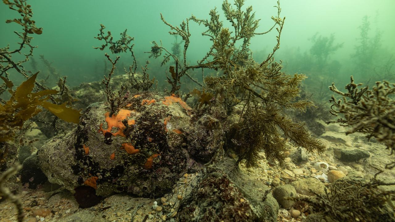 Underwater off South Australia during an algal bloom