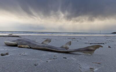 Animals may be ‘threatened species’ after algal bloom