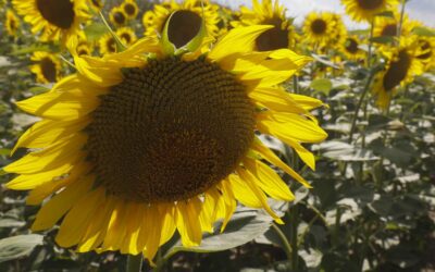 Farming, a lifeline for Ukrainians in war-scarred towns