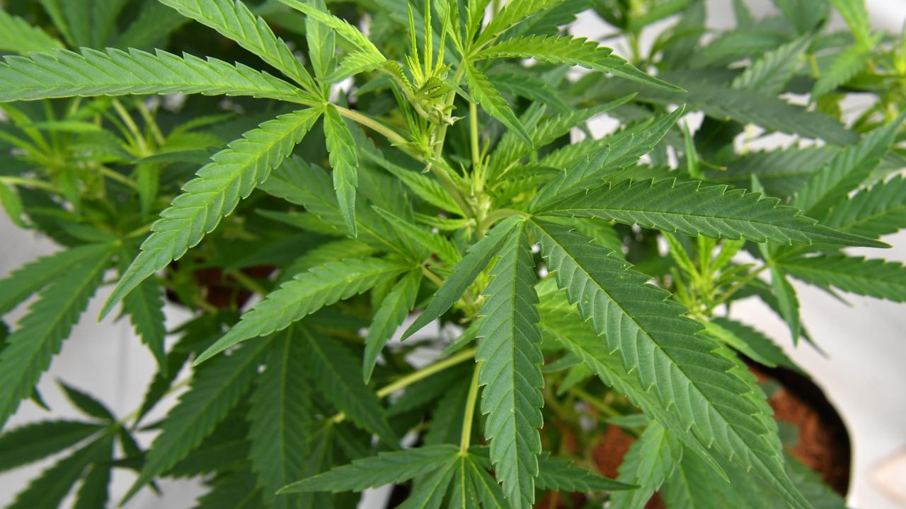 Cannabis plants growing at Medifarm on the Sunshine Coast