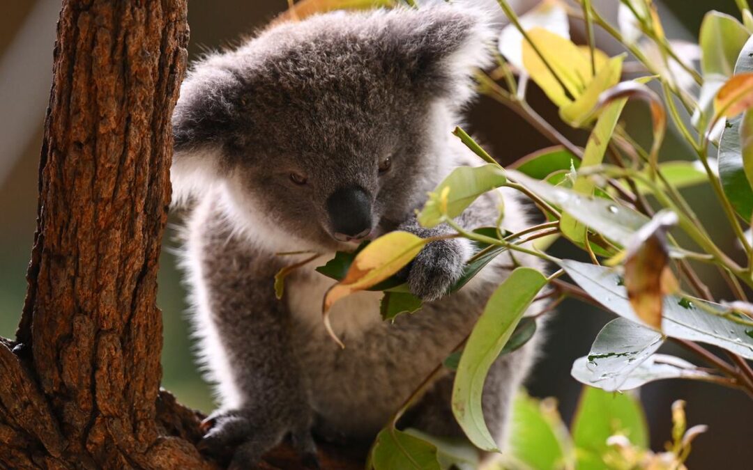 Coal mine project threatens ‘significant’ koala habitat