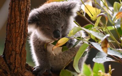 Coal mine project threatens ‘significant’ koala habitat
