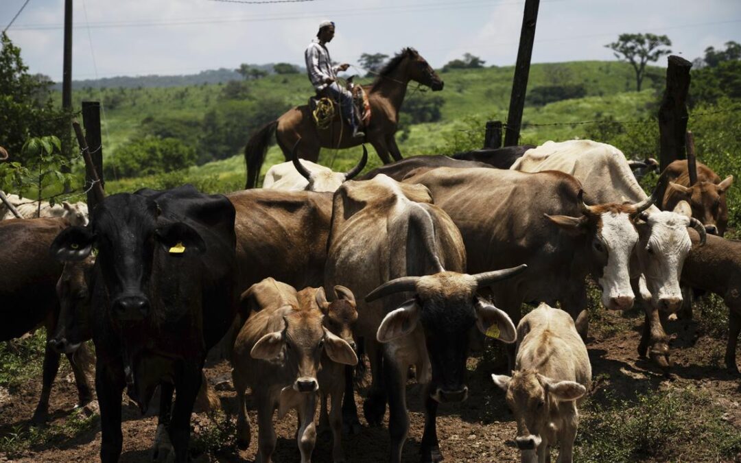 Flesh-eating parasite rattles Mexican cattle producers